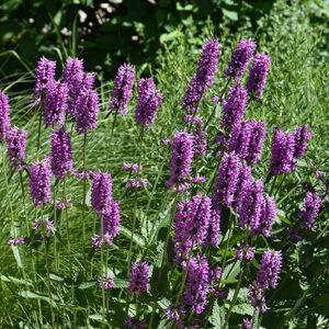 Hummelo Betony flowers