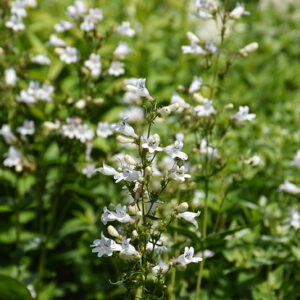 Foxglove Beardtongue flowers
