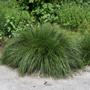 Piglet Fountain Grass