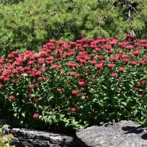 Panorama Red Beebalm in bloom