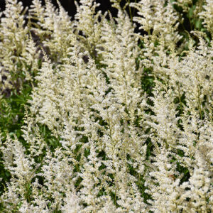 Visions in White Chinese Astilbe flowers