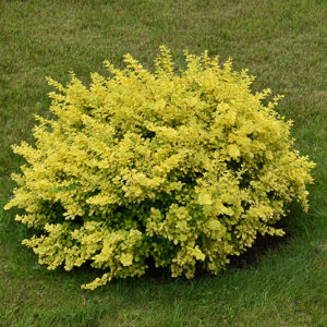 Sunsation Japanese Barberry