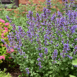 Picture Purrfect Catmint flowers