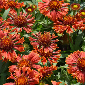 SpinTop&trade; Mariachi Red Sky Blanket Flower flowers