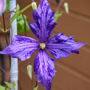 Tie Dye Clematis flowers