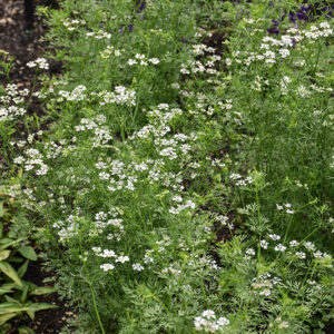 Santo Cilantro flowers