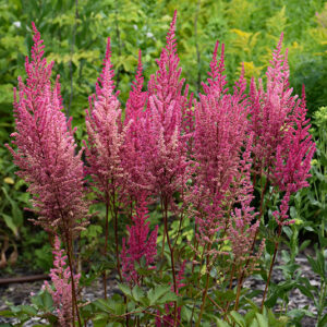 Mighty™ Chocolate Cherry Chinese Astilbe flowers