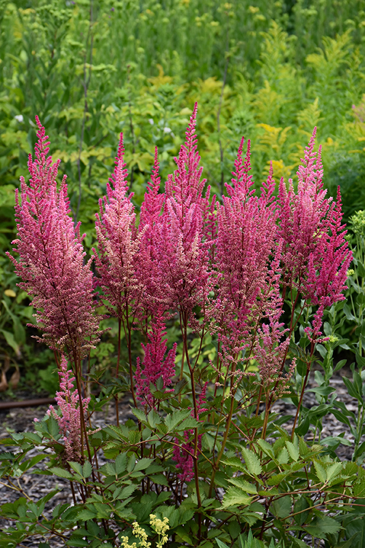 Mighty™ Chocolate Cherry Chinese Astilbe flowers