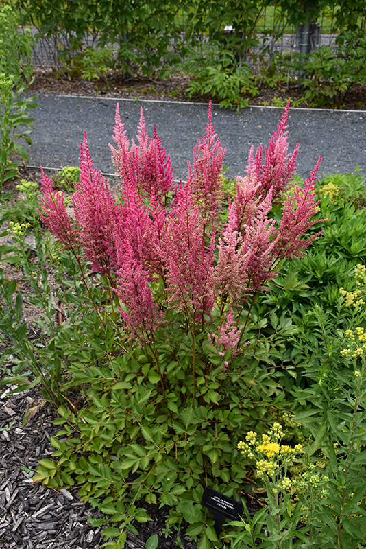 Mighty™ Chocolate Cherry Chinese Astilbe in bloom