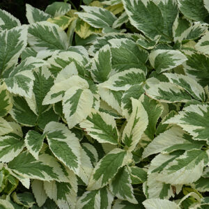 Variegated Bishop's Goutweed foliage