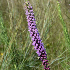 Prairie Blazing Star flowers