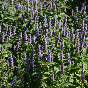 Anise Hyssop flowers