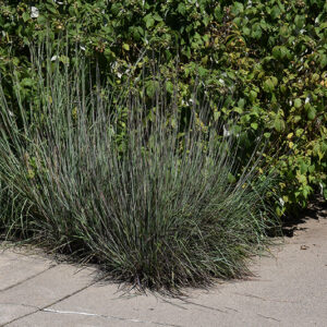 Little Bluestem