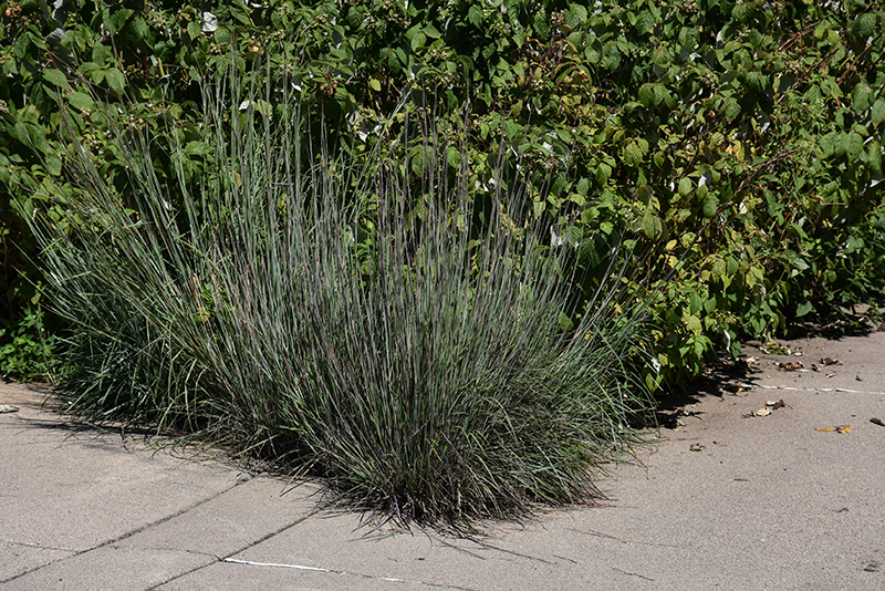 Little Bluestem