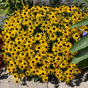 Little Goldstar Coneflower in bloom