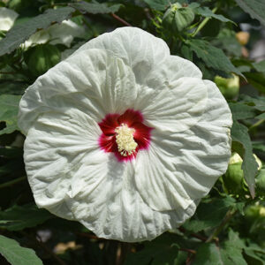 Summerific&reg; French Vanilla Hibiscus flowers