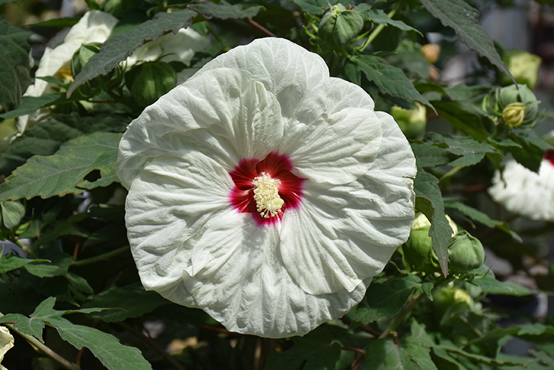 Summerific® French Vanilla Hibiscus flowers