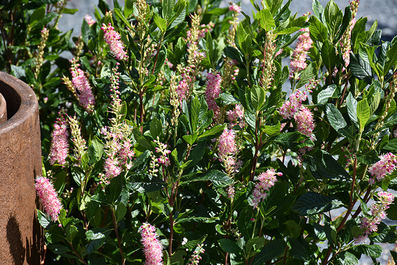 Ruby Spice Summersweet flowers