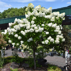 Vanilla Strawberry&trade; Hydrangea (tree form) in bloom
