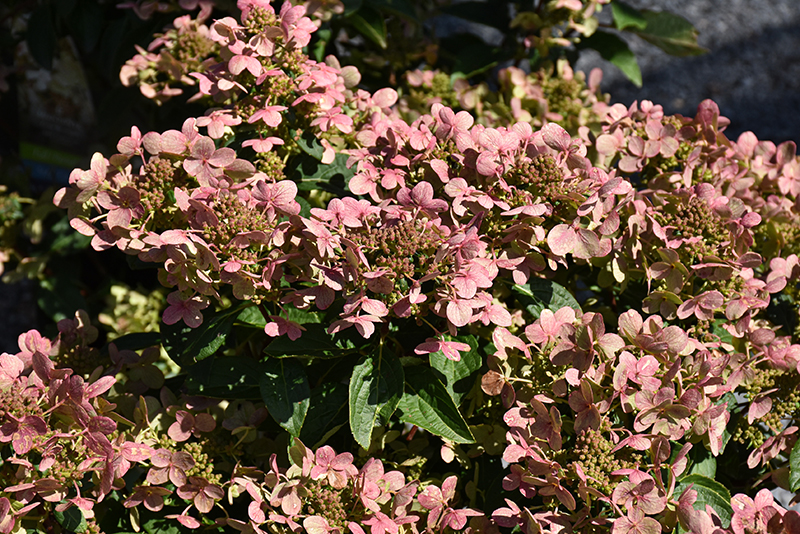 Early Evolution Hydrangea flowers