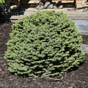 Dwarf Serbian Spruce