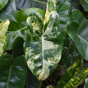 Philodendron burle-marxii foliage
