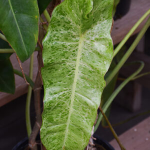 Paraiso Verde Philodendron foliage