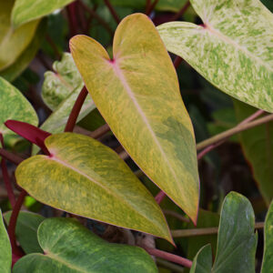 Prismacolor&trade; Painted Lady Variegated Climbing Philodendron foliage