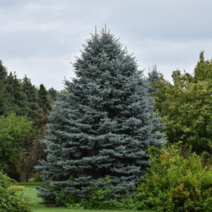 Fat Albert Blue Spruce