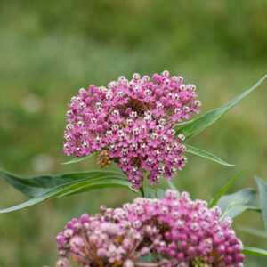Soulmate Milkweed flowers