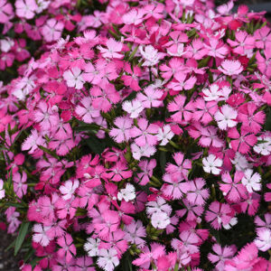 Rockin'&trade; Pink Magic Pinks flowers