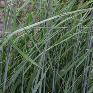 Indian Grass foliage