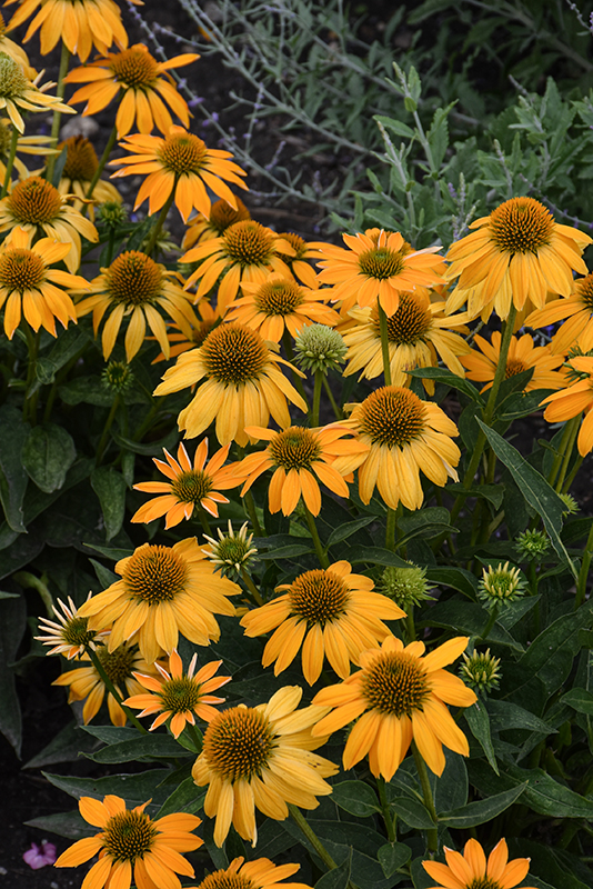 Artisan™ Yellow Ombre Coneflower flowers