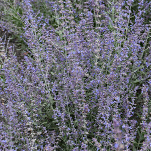 Bluesette Russian Sage flowers