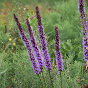 Blazing Star flowers