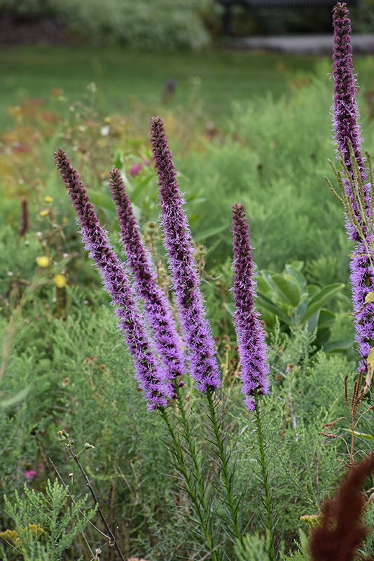Blazing Star flowers