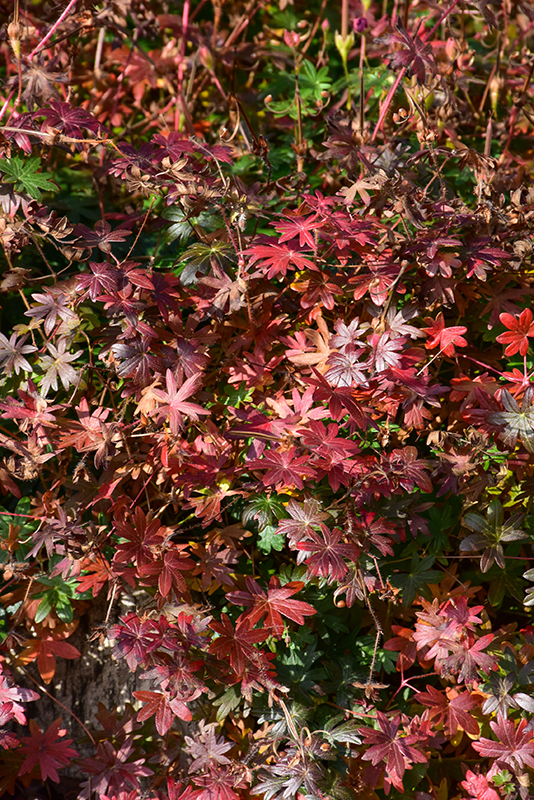 Bloody Cranesbill in fall