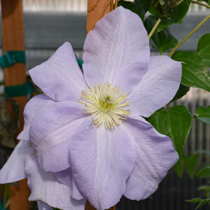 Louise Rowe Clematis flowers