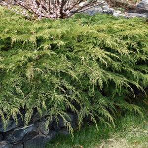 Celtic Pride&reg; Siberian Cypress