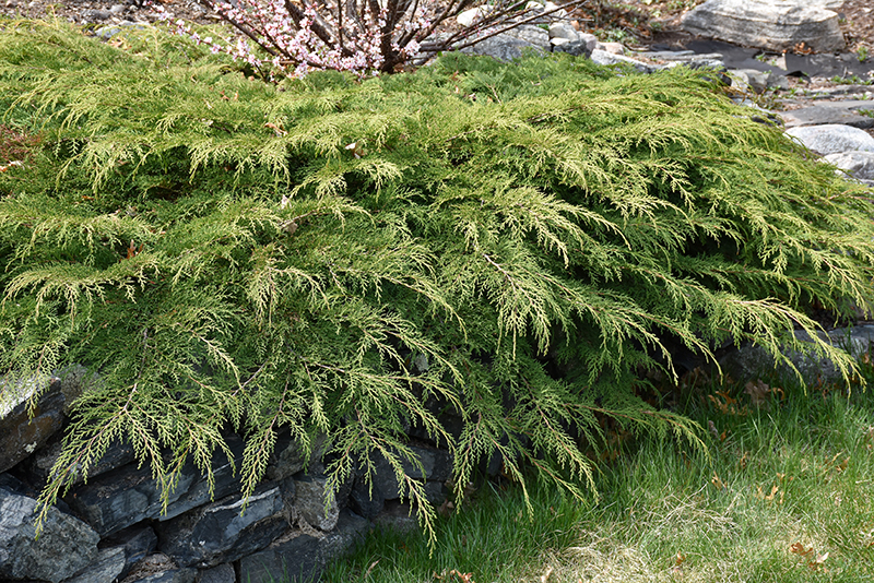 Celtic Pride® Siberian Cypress
