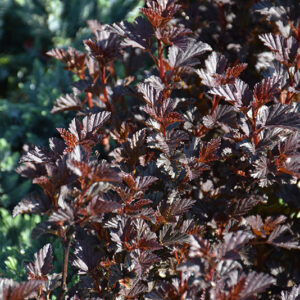 Summer Wine® Black Ninebark foliage