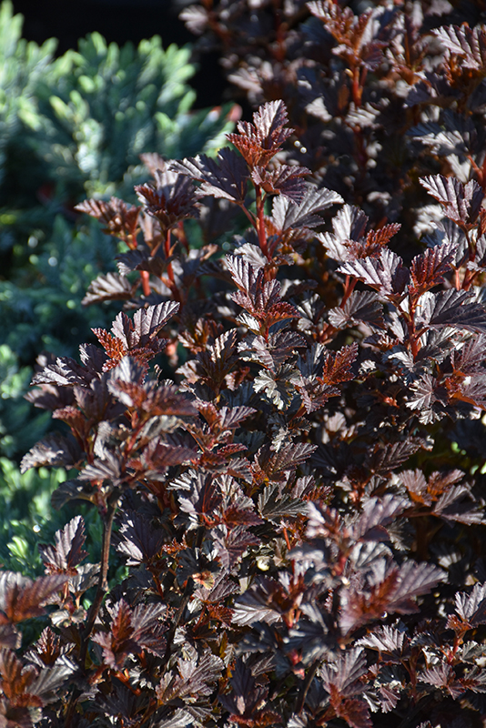 Summer Wine® Black Ninebark foliage