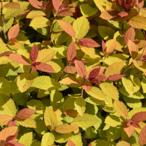 Double Play Big Bang® Spirea foliage