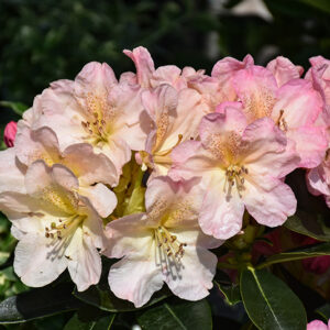 Percy Wiseman Rhododendron flowers