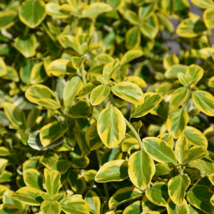 Country Gold Wintercreeper foliage