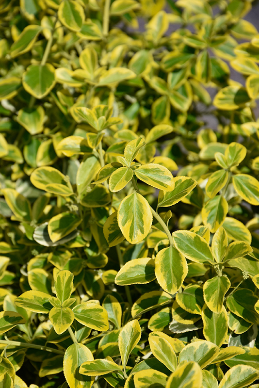 Country Gold Wintercreeper foliage