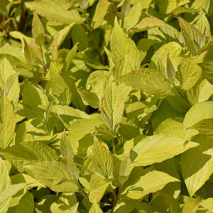 Prairie Fire Dogwood foliage