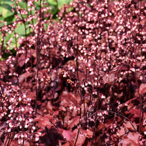 Fire Chief Coral Bells flowers