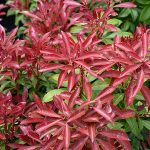 Mountain Fire Japanese Pieris foliage