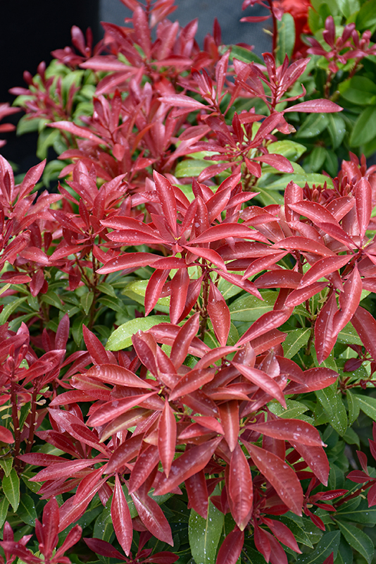 Mountain Fire Japanese Pieris foliage